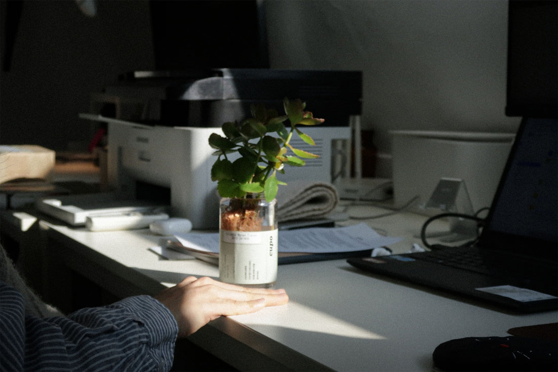 person holding white and green flower vase